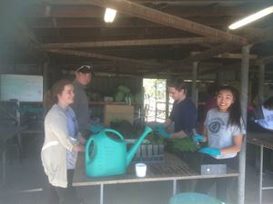 Hawksbury Community Nursery Cleaning Gardening 2