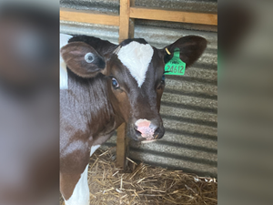 Image of a cow with a green tag on ear facing the camera at St John Paul II Catholic College