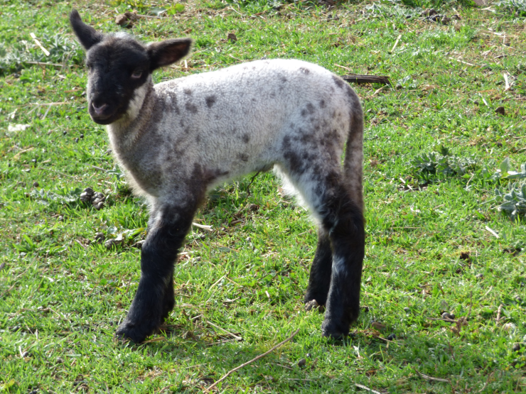 Bambina the new lamb at Terra Sancta College 