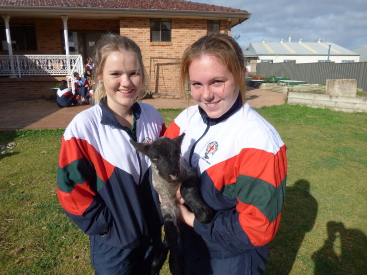Bambina the new lamb at Terra Sancta College 