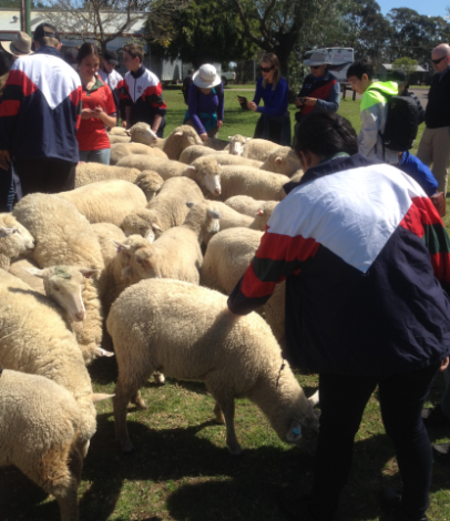 Tobruk Sheep Station