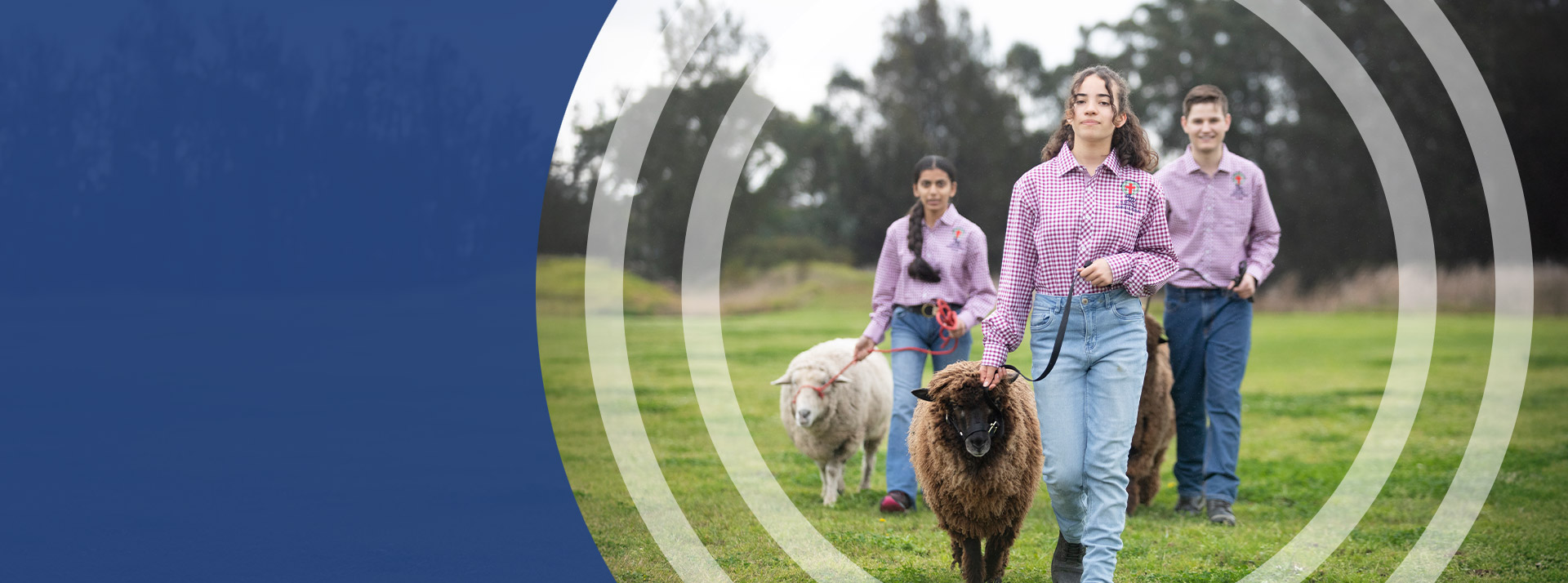 Students walking the school sheep through the school farm at St John Paul II Catholic College Schofields