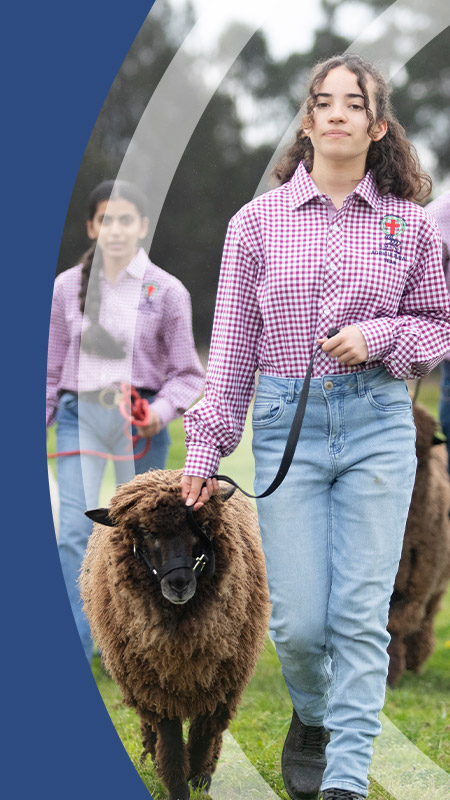 Students walking the school sheep through the school farm at St John Paul II Catholic College Schofields