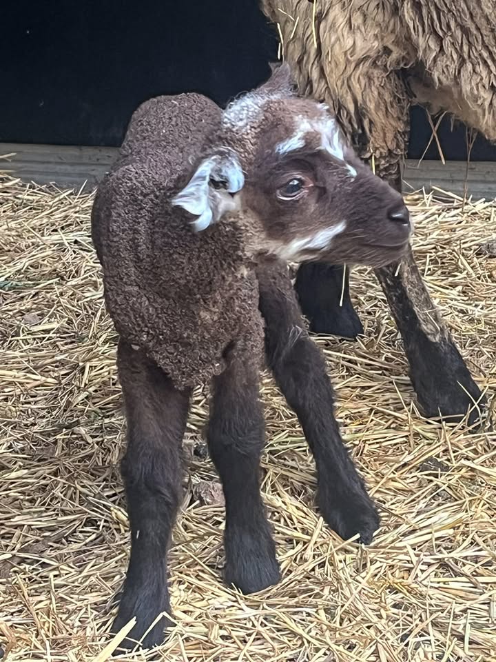 1066436125485907_1591257393003775-1